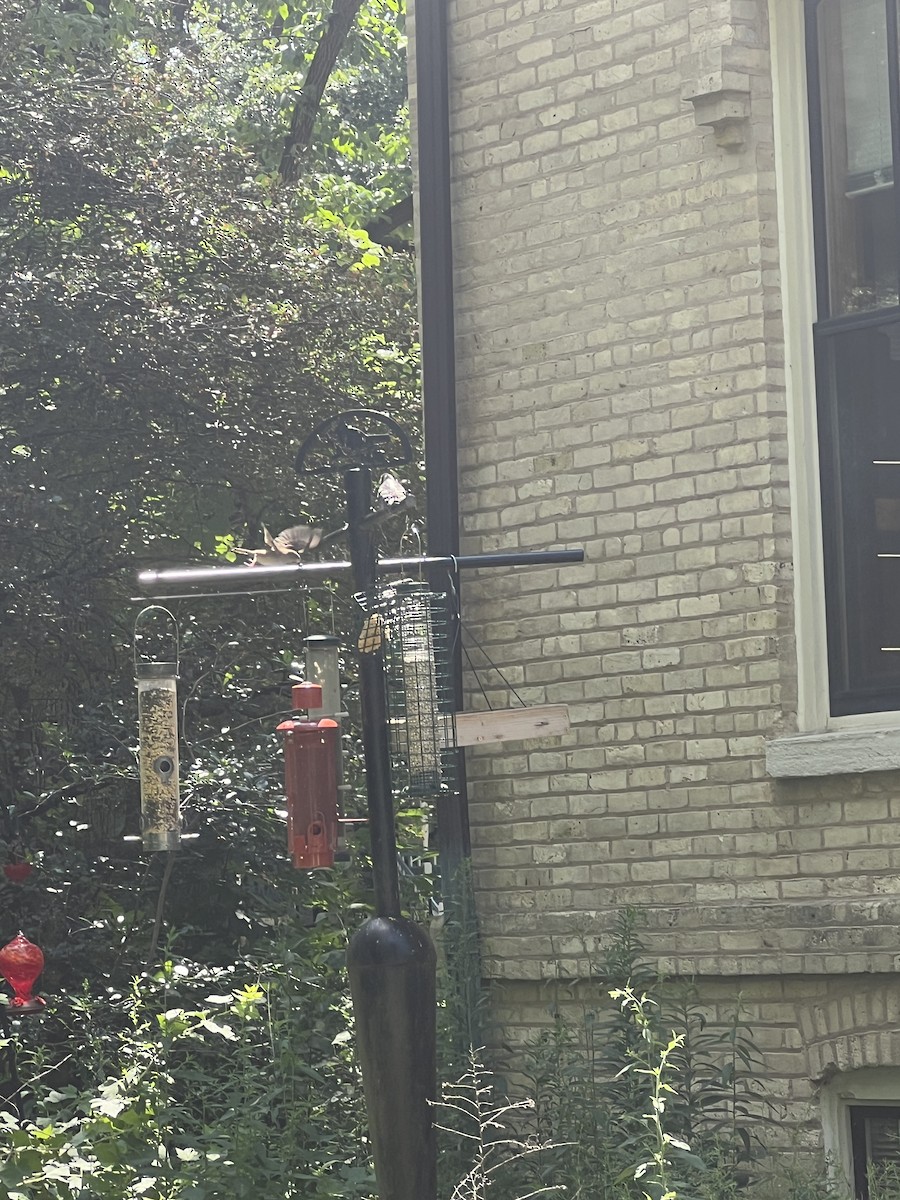 House Finch - ML638342427