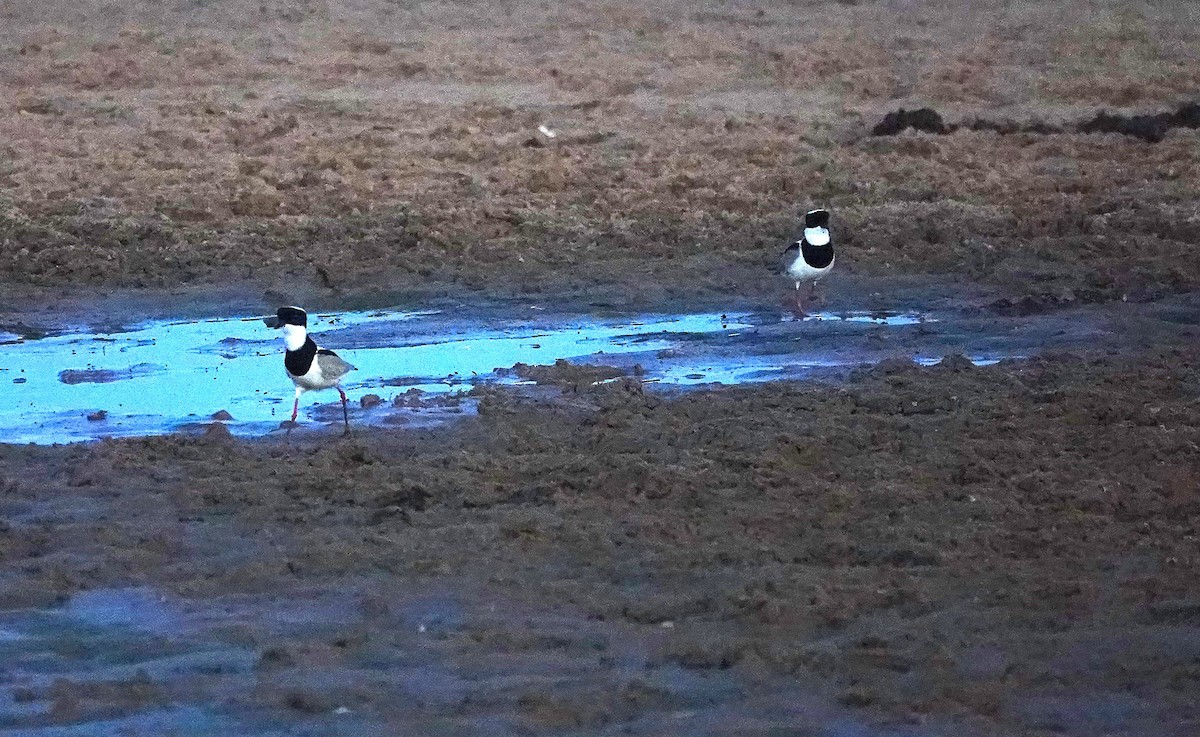 Pied Plover - ML638342440