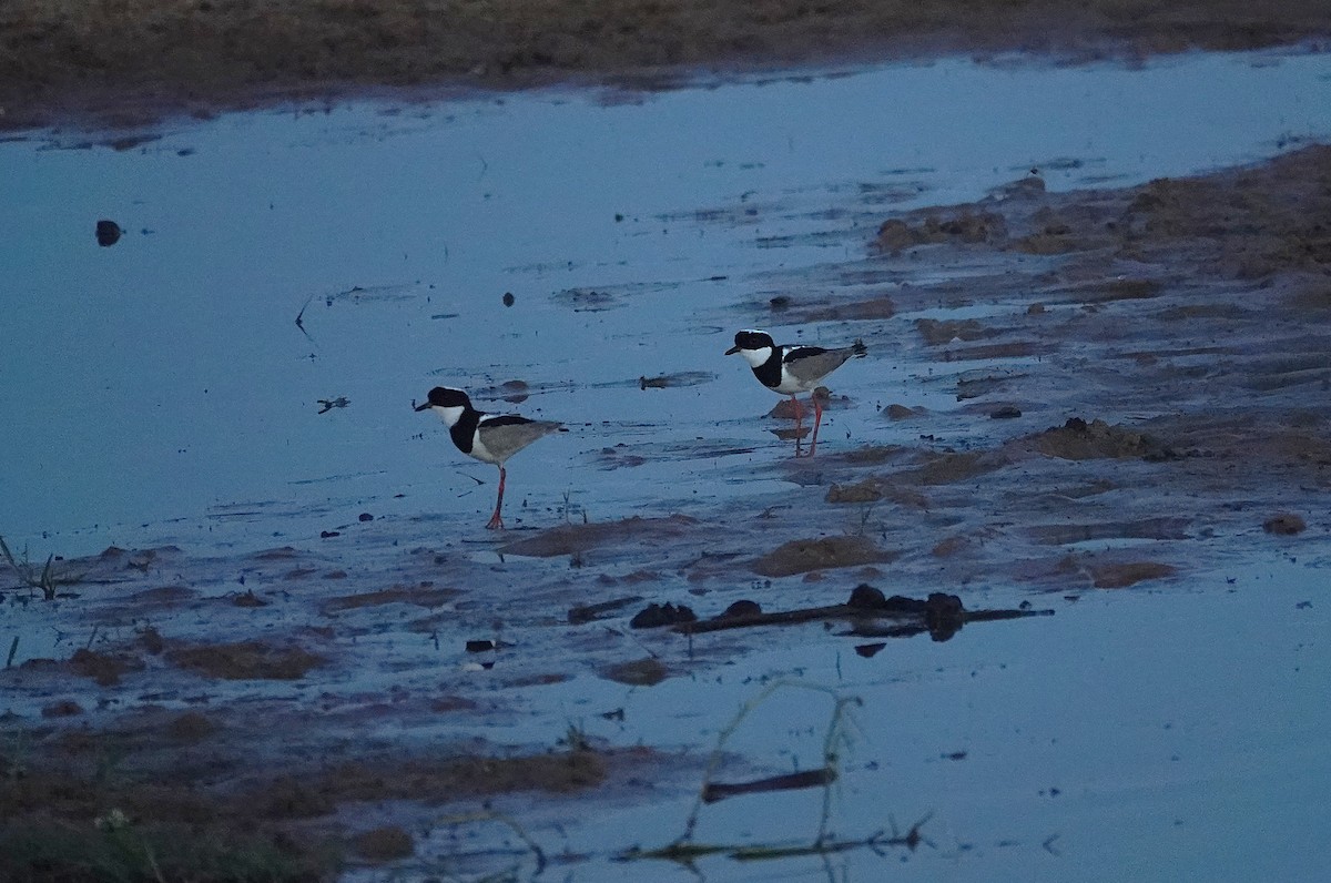 Pied Plover - ML638342441