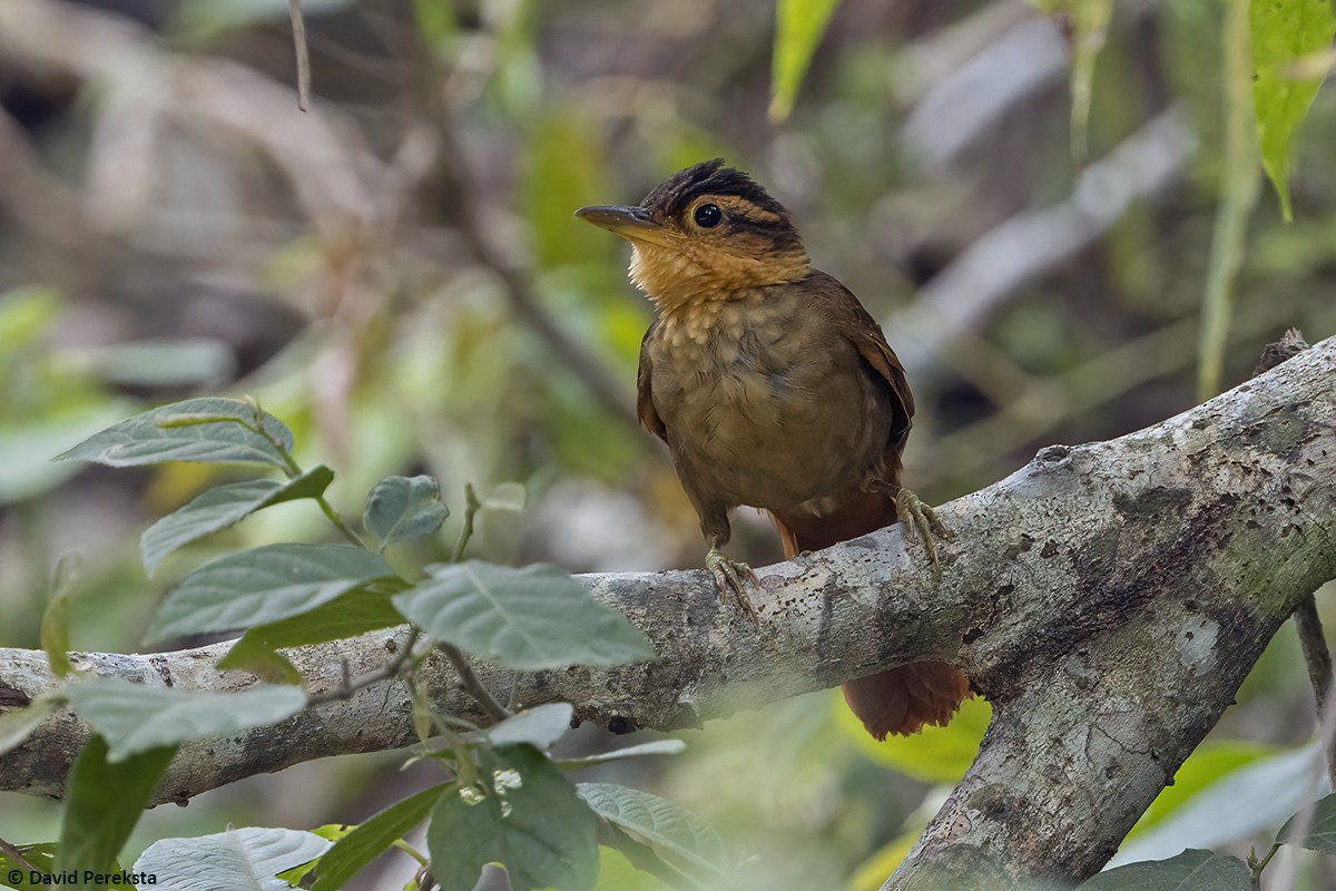 Fawn-throated Foliage-gleaner (Mexican) - ML638342451
