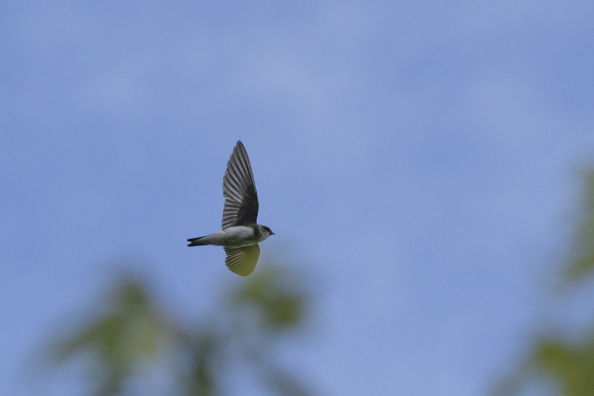 Bank Swallow - ML638342488