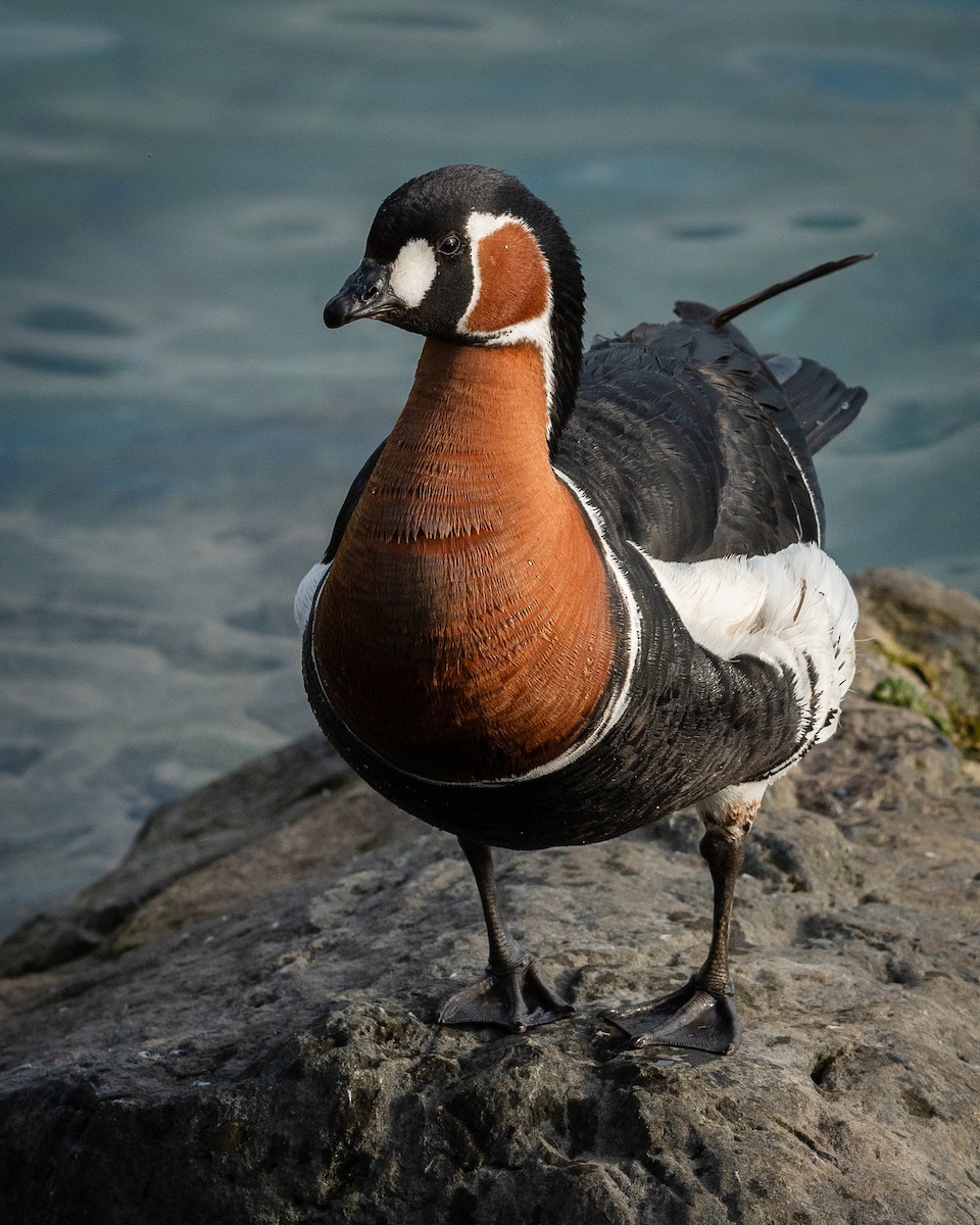 Red-breasted Goose - ML638342489