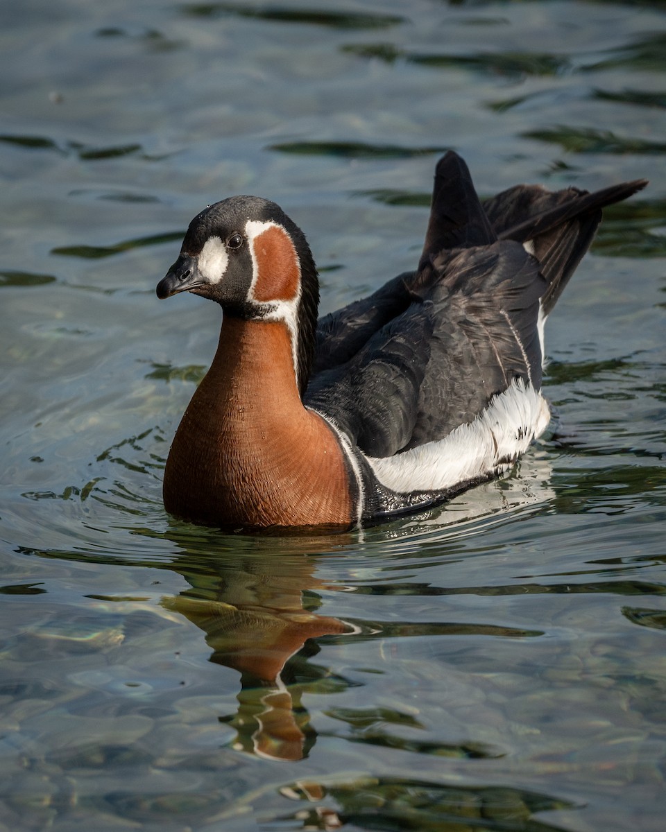 Red-breasted Goose - ML638342490