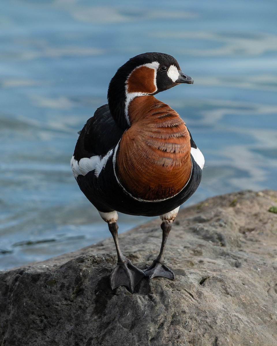Red-breasted Goose - ML638342491