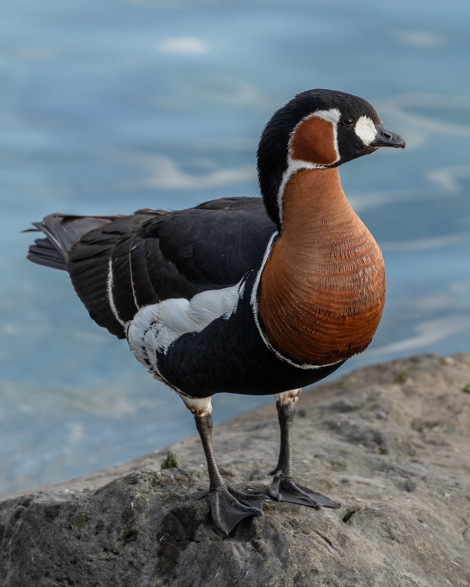 Red-breasted Goose - ML638342492