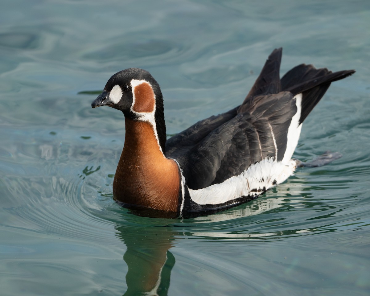 Red-breasted Goose - ML638342493