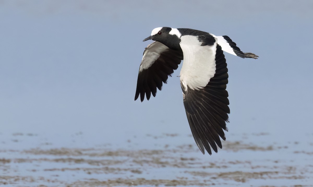 Blacksmith Lapwing - ML638342495