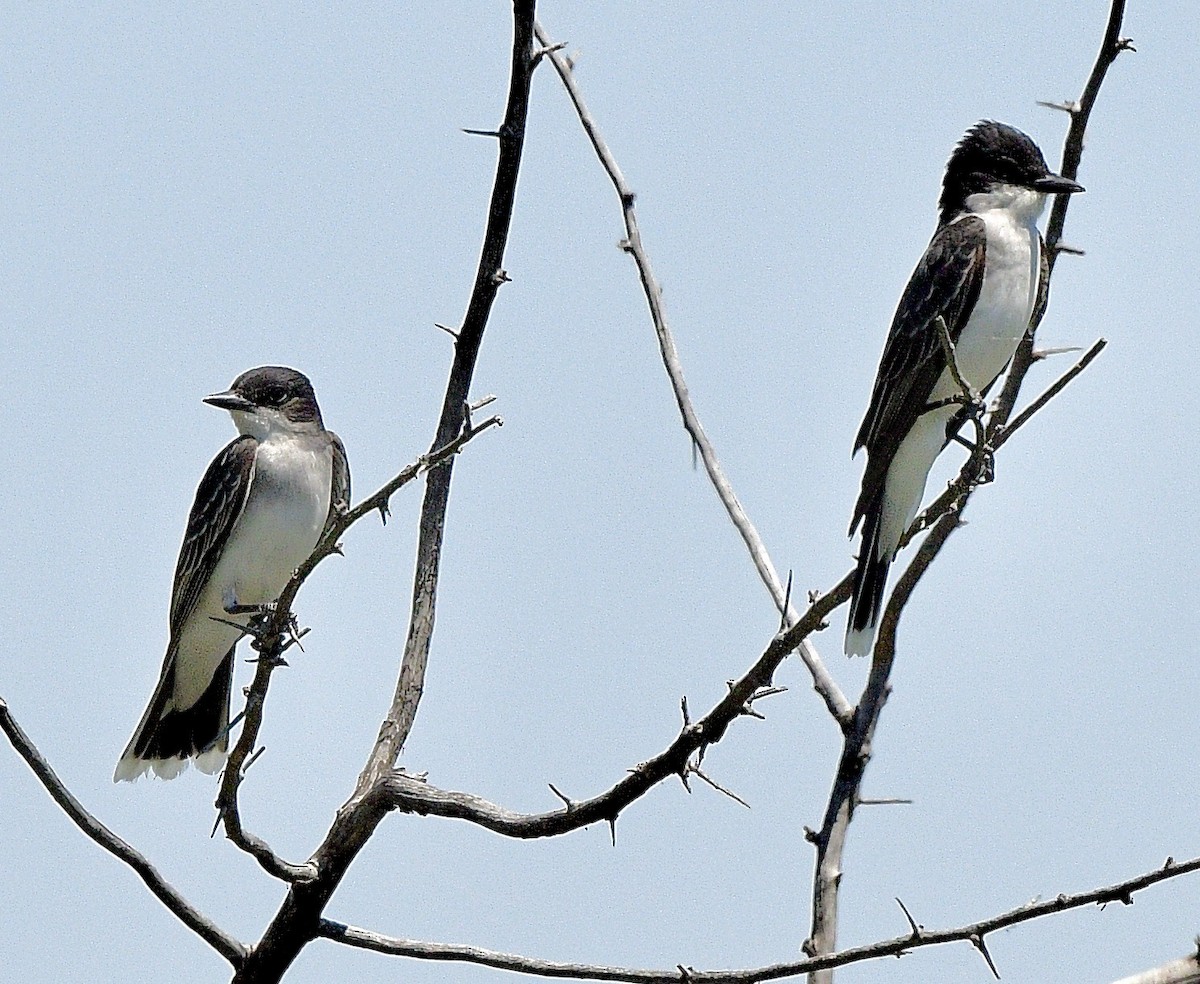 Eastern Kingbird - ML638342502