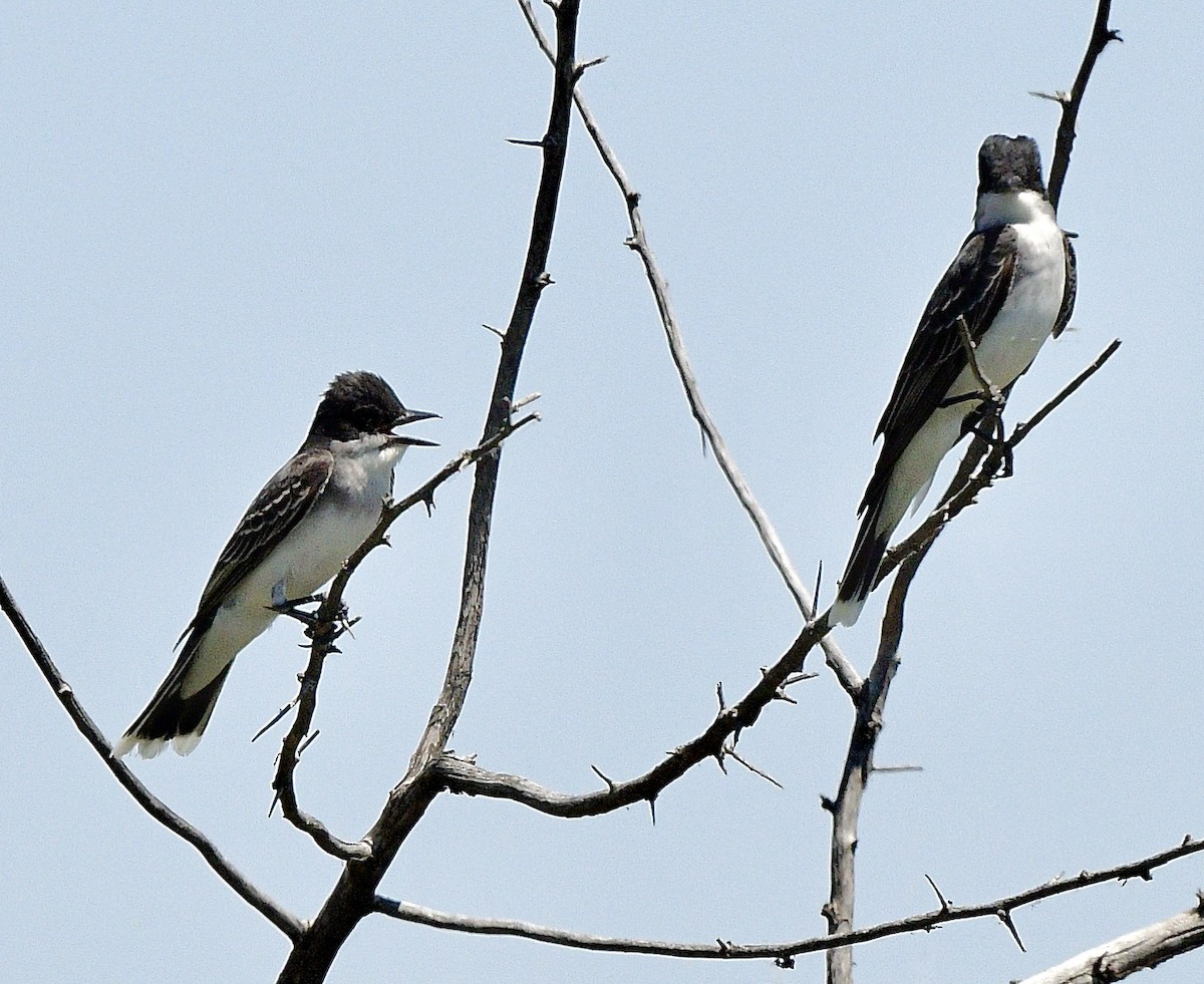 Eastern Kingbird - ML638342504