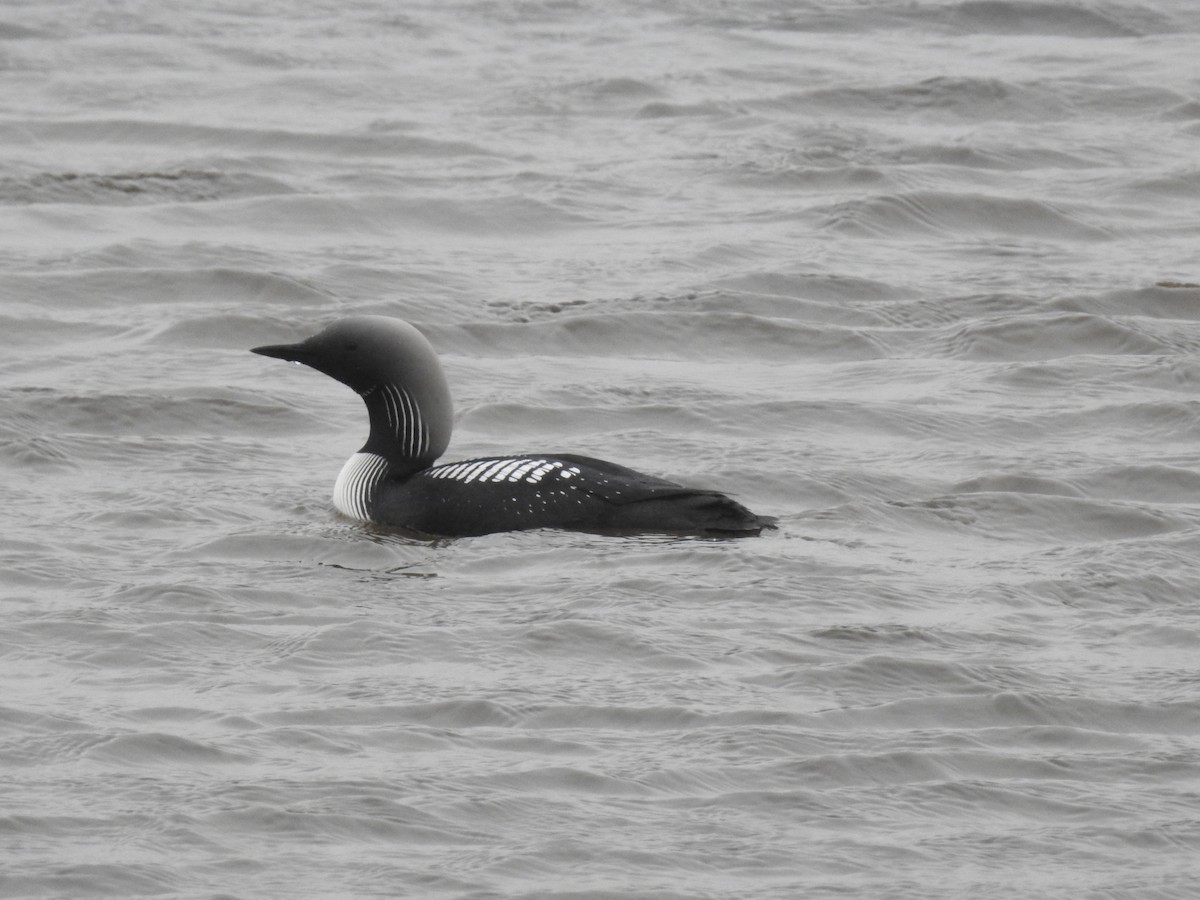 Pacific Loon - ML638342505