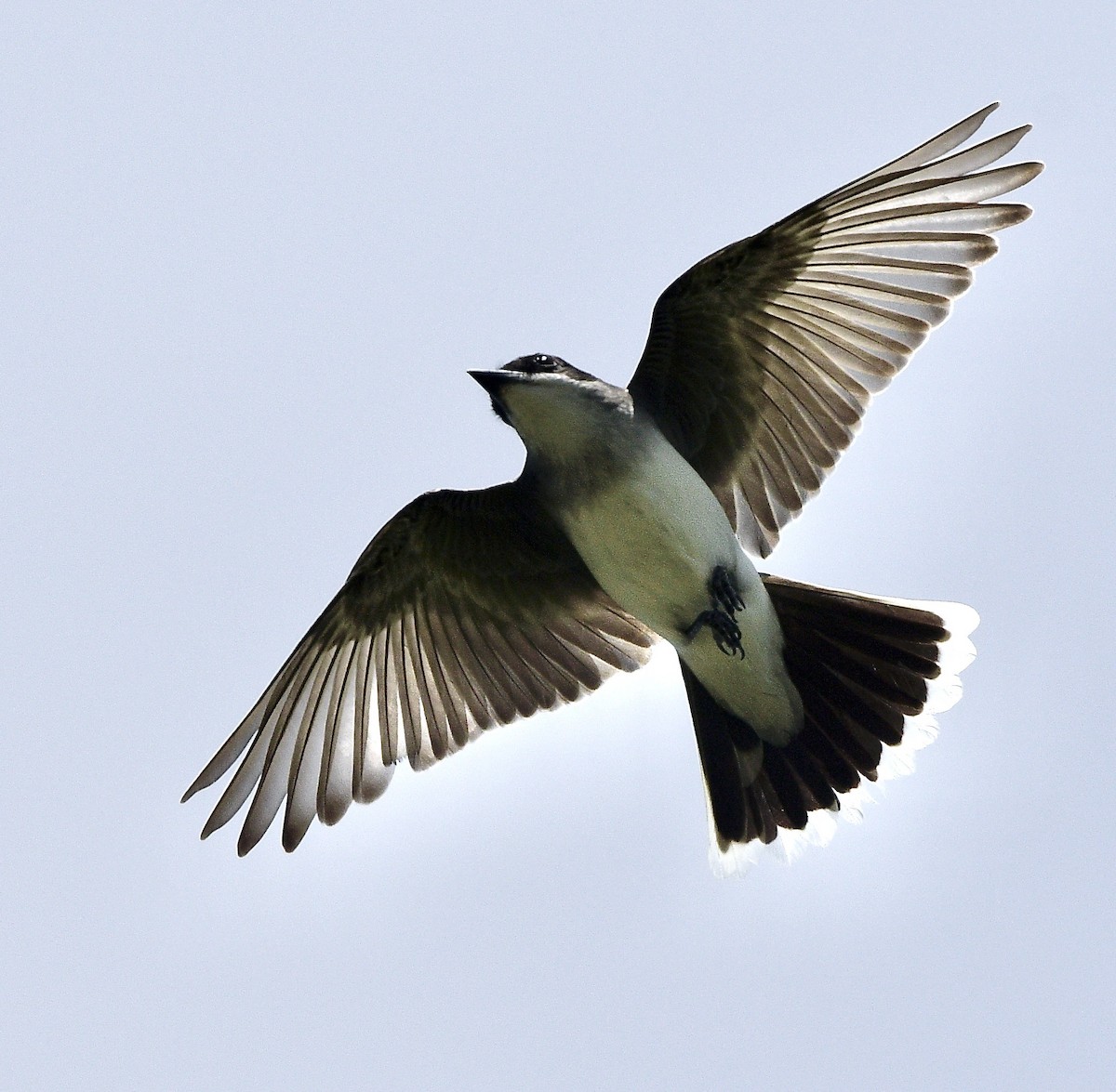 Eastern Kingbird - ML638342512