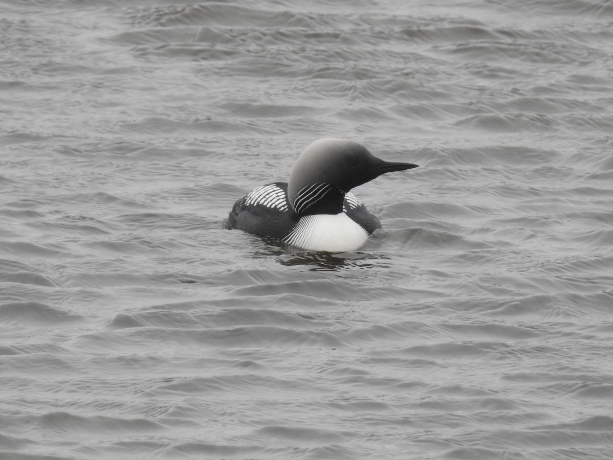 Pacific Loon - ML638342514