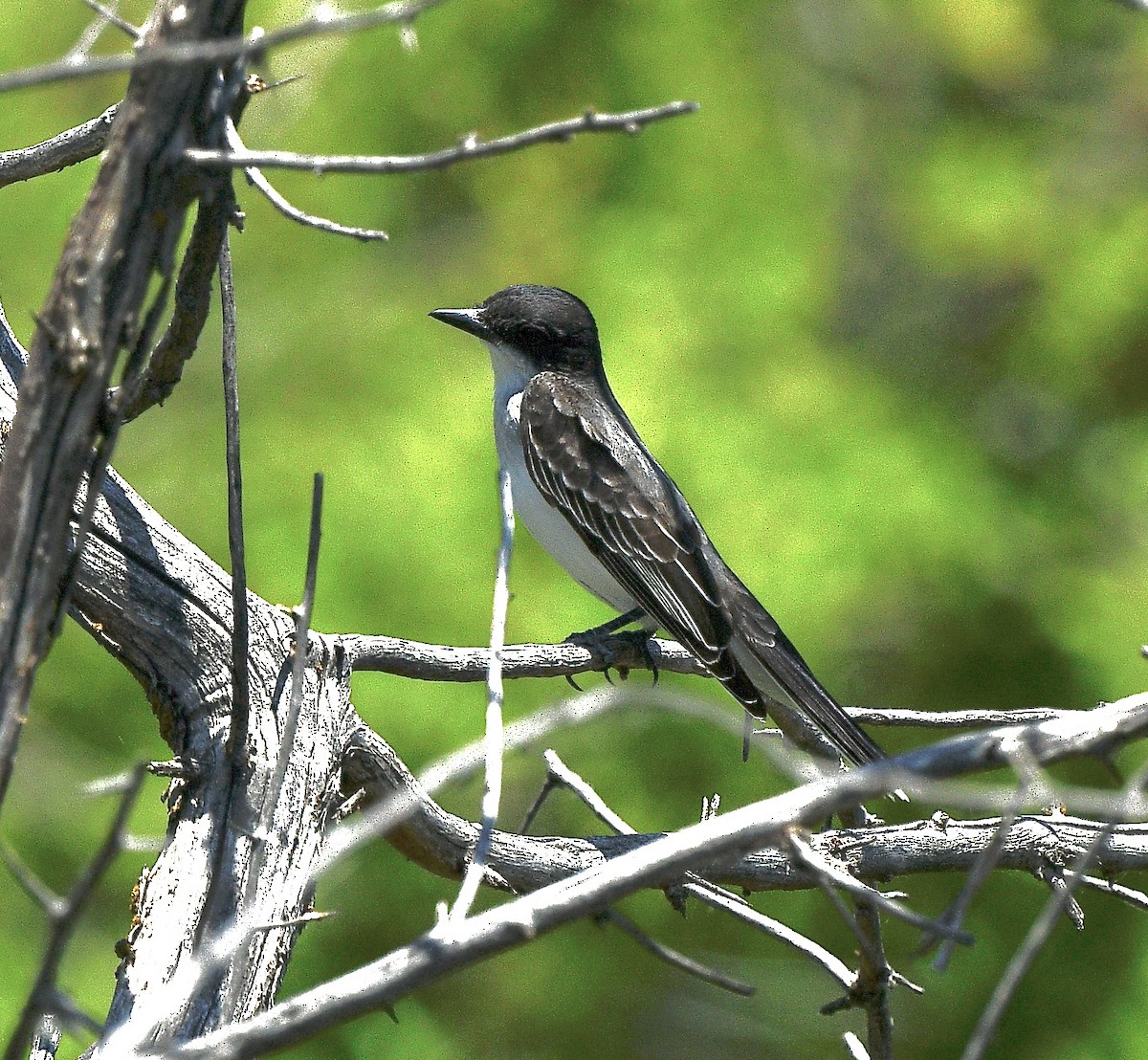 Eastern Kingbird - ML638342517
