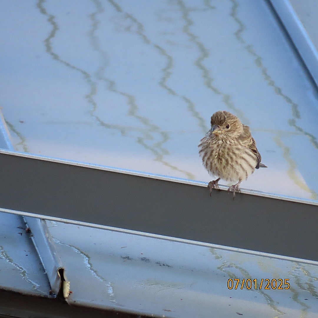 House Finch - ML638342518