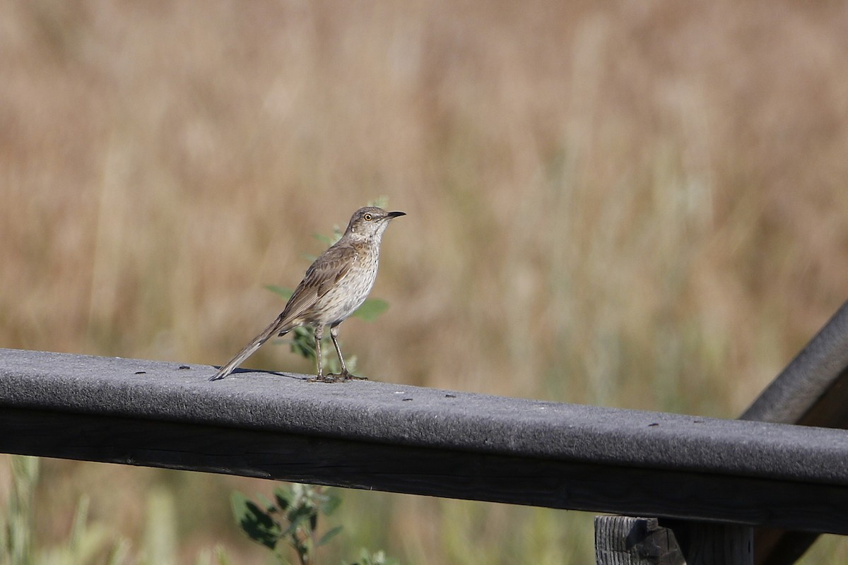 Sage Thrasher - ML638342521