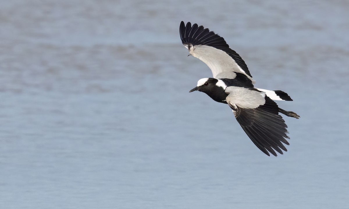 Blacksmith Lapwing - ML638342523