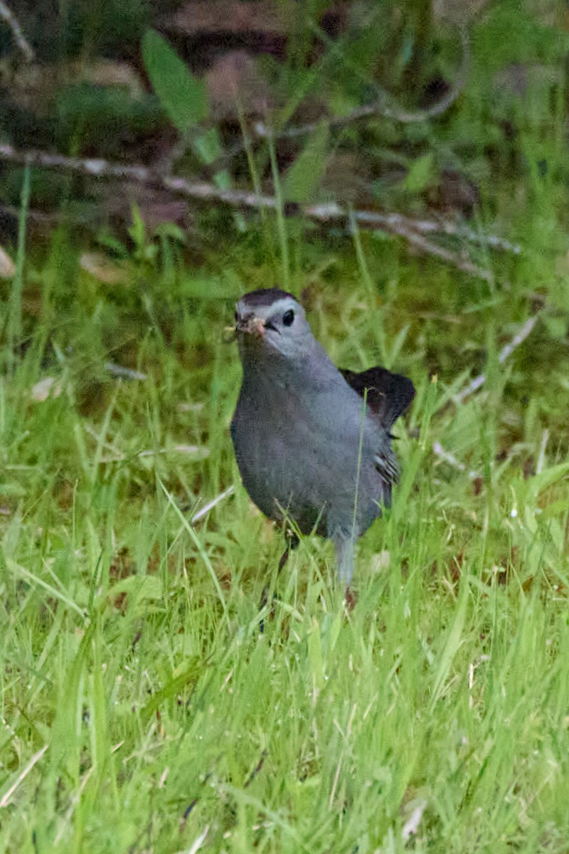 kattespottefugl - ML638342525