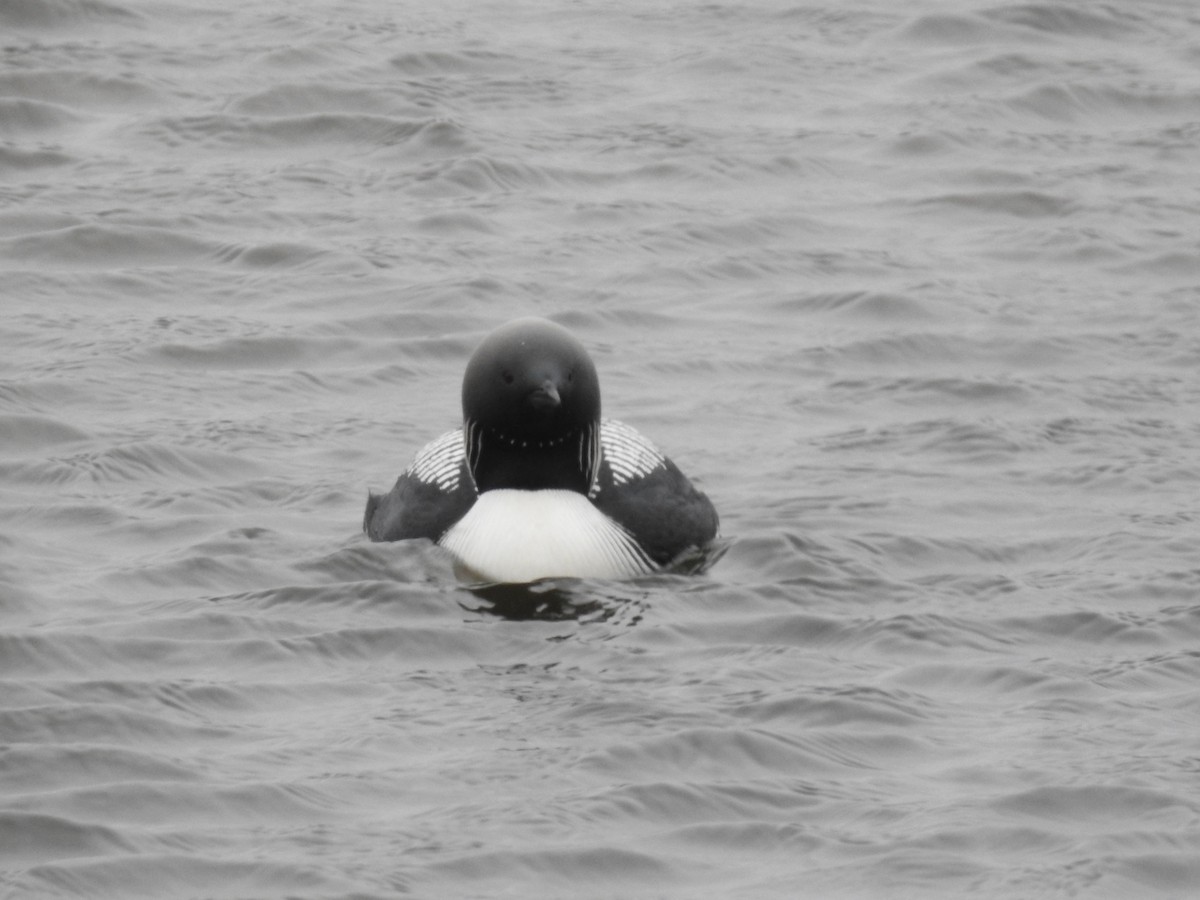 Pacific Loon - ML638342527