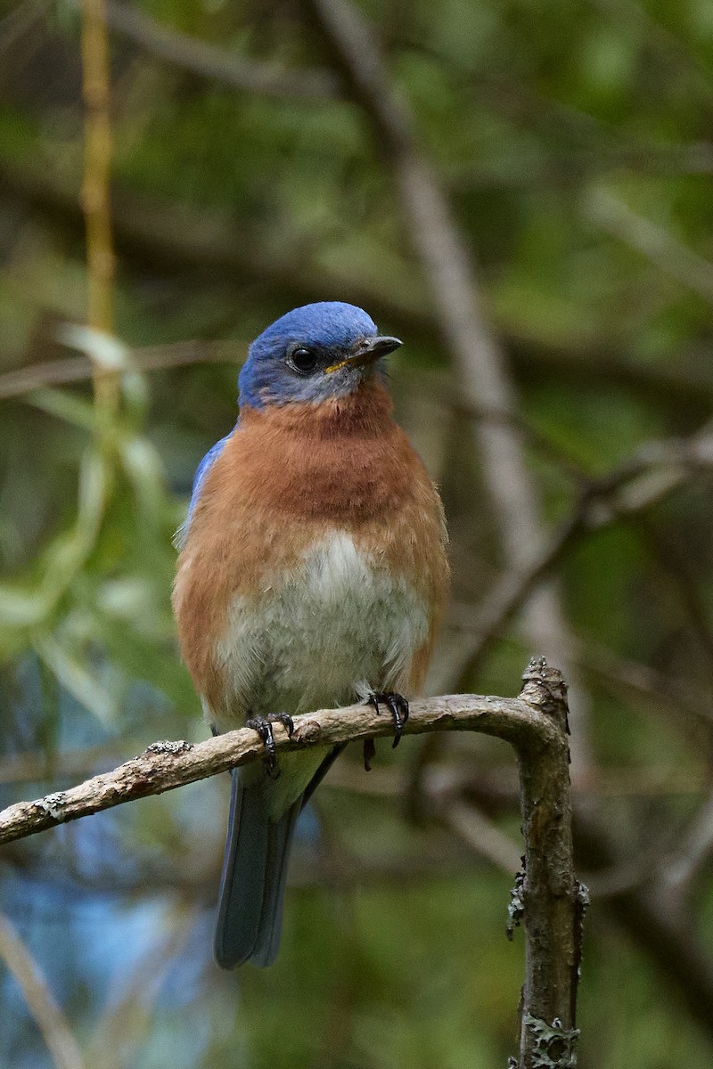 Eastern Bluebird - ML638342531