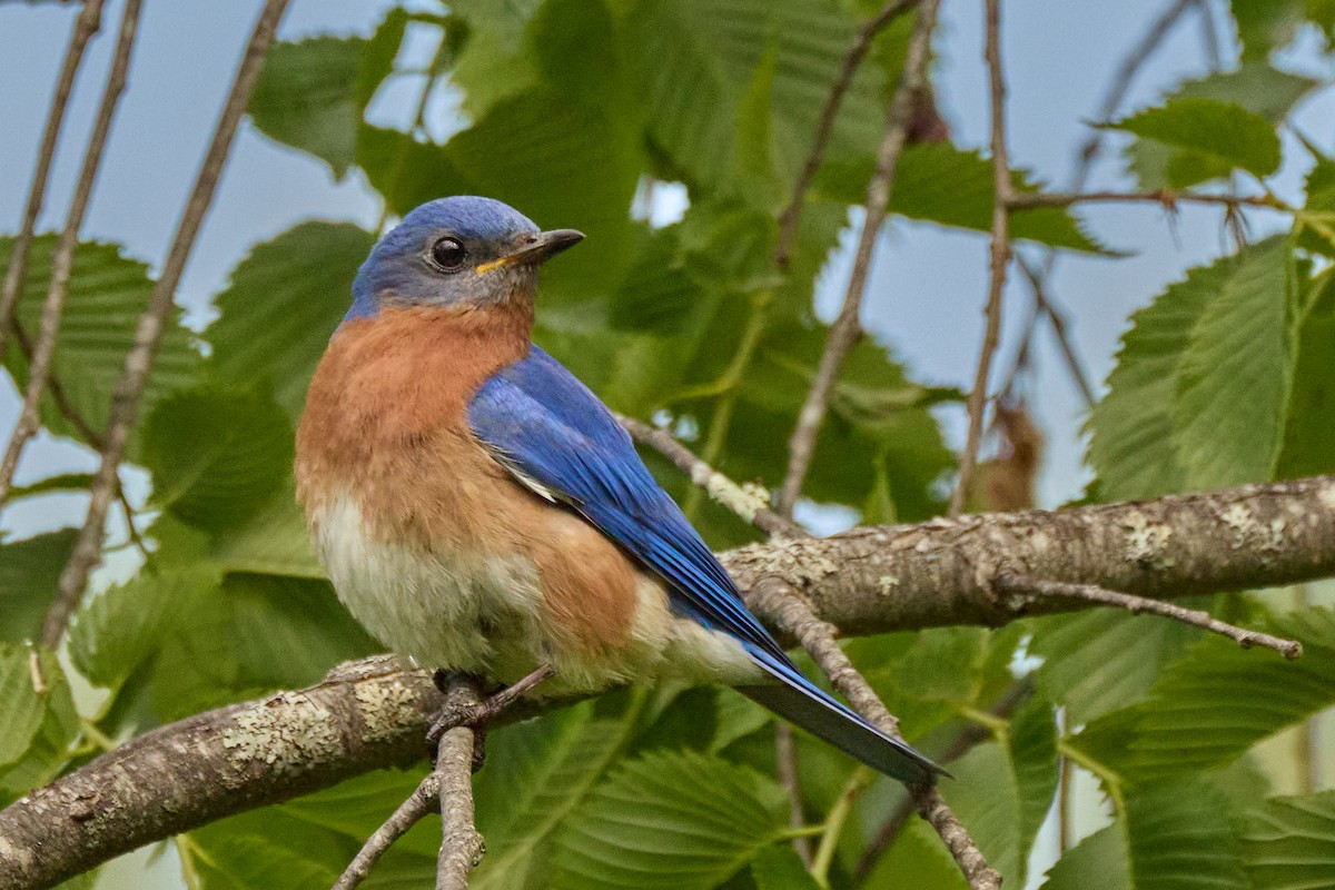 Eastern Bluebird - ML638342534