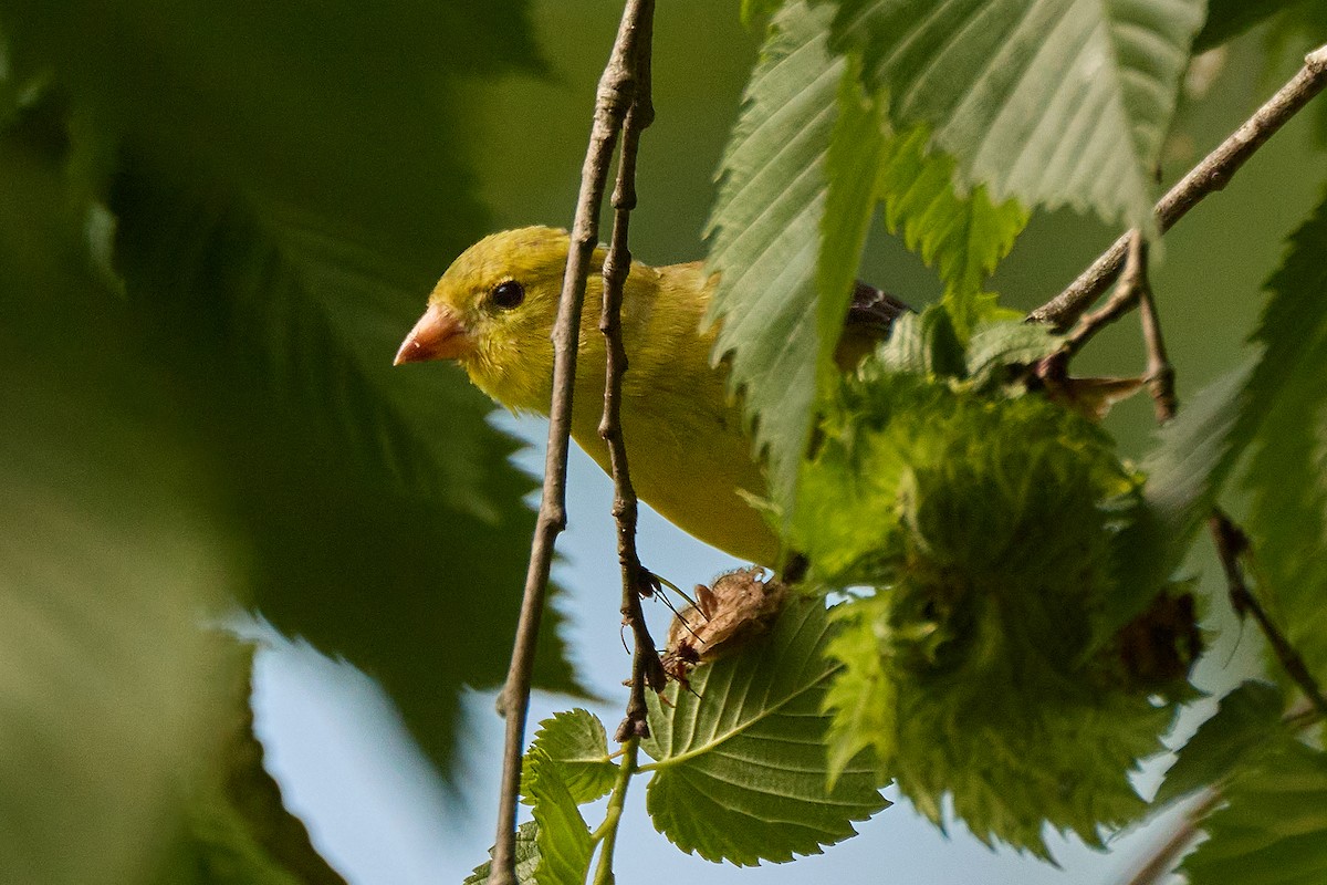 Chardonneret jaune - ML638342550