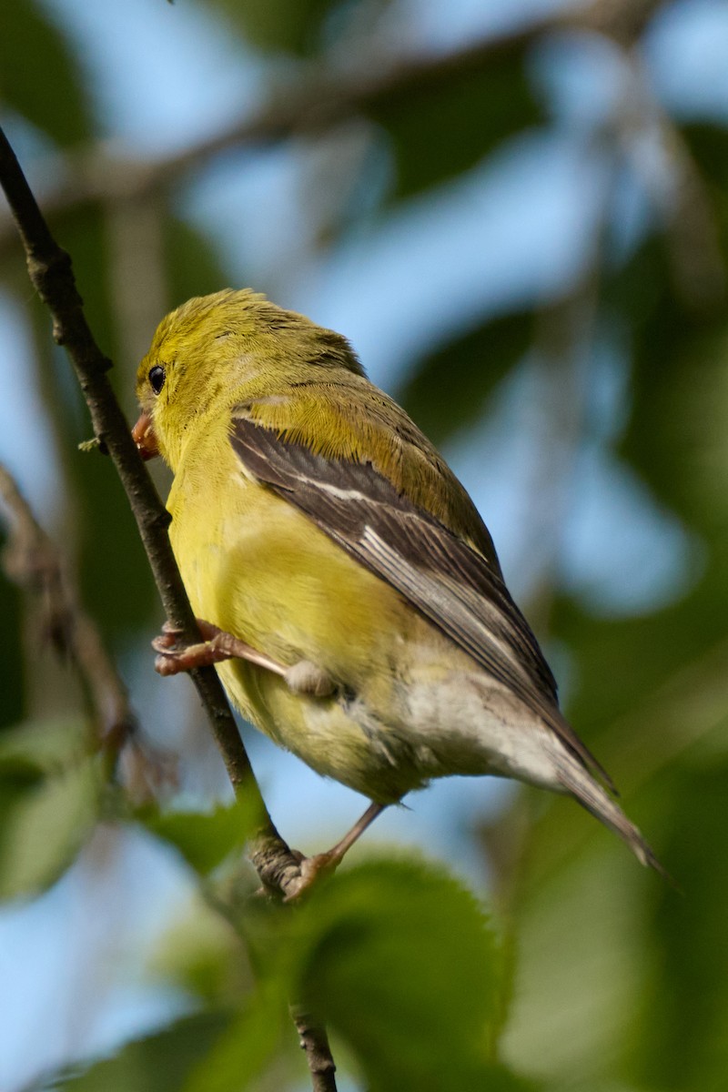 Chardonneret jaune - ML638342551