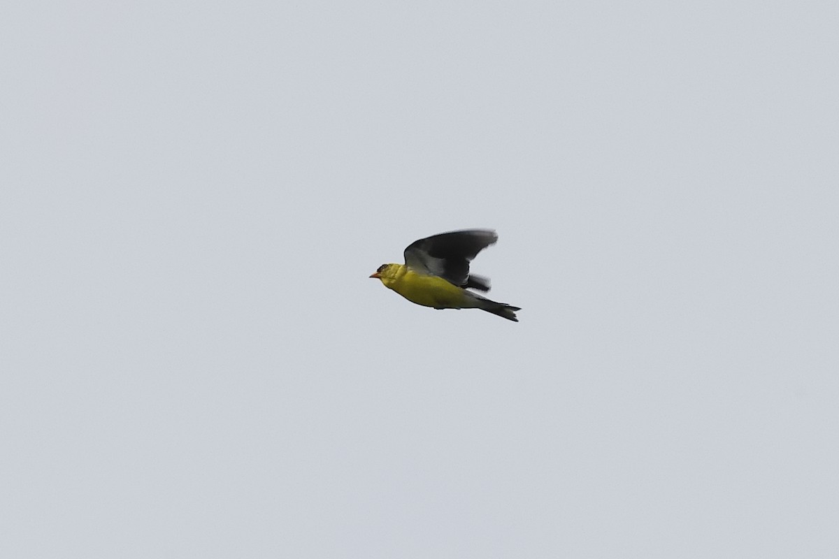 Chardonneret jaune - ML638342561