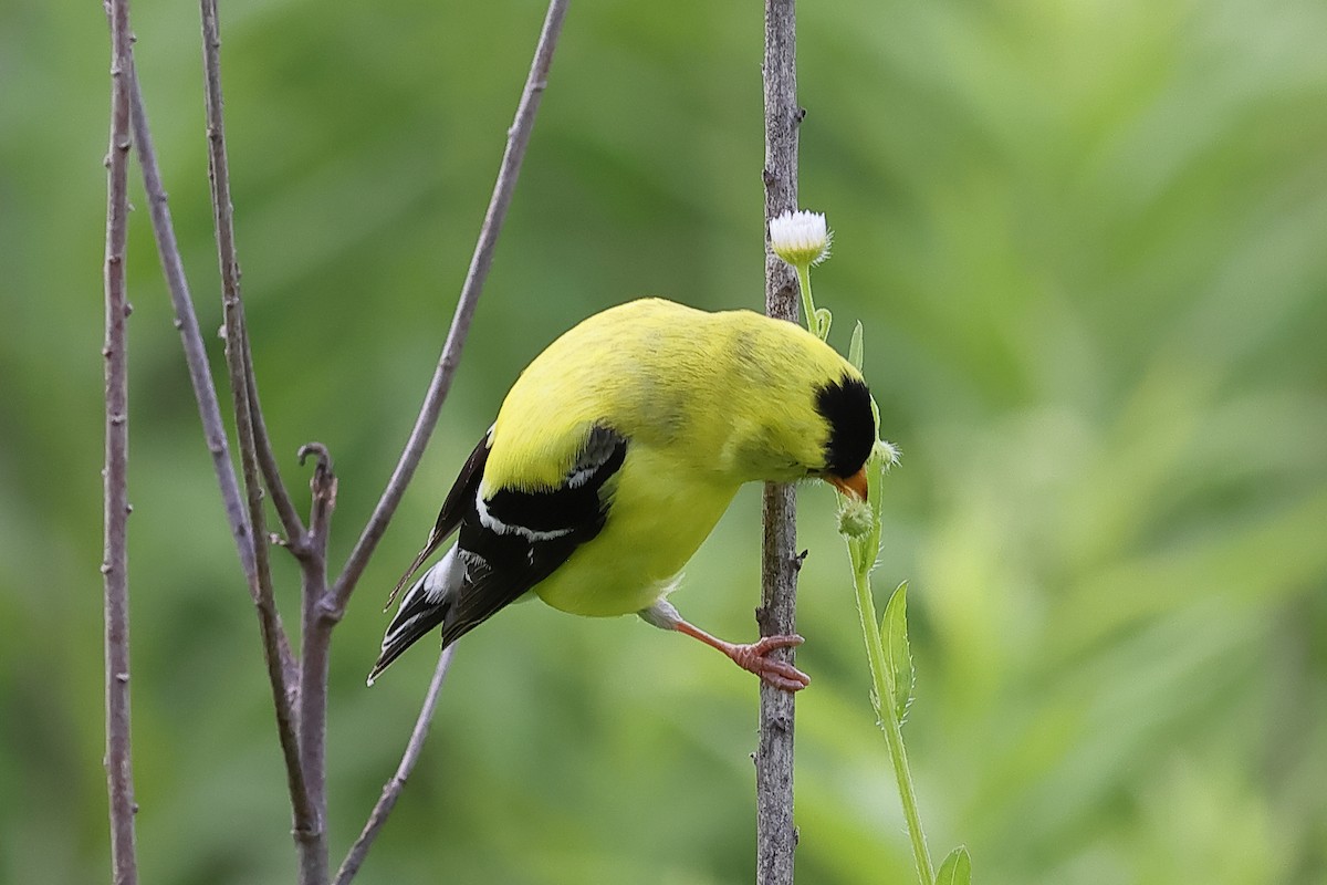 Chardonneret jaune - ML638342563