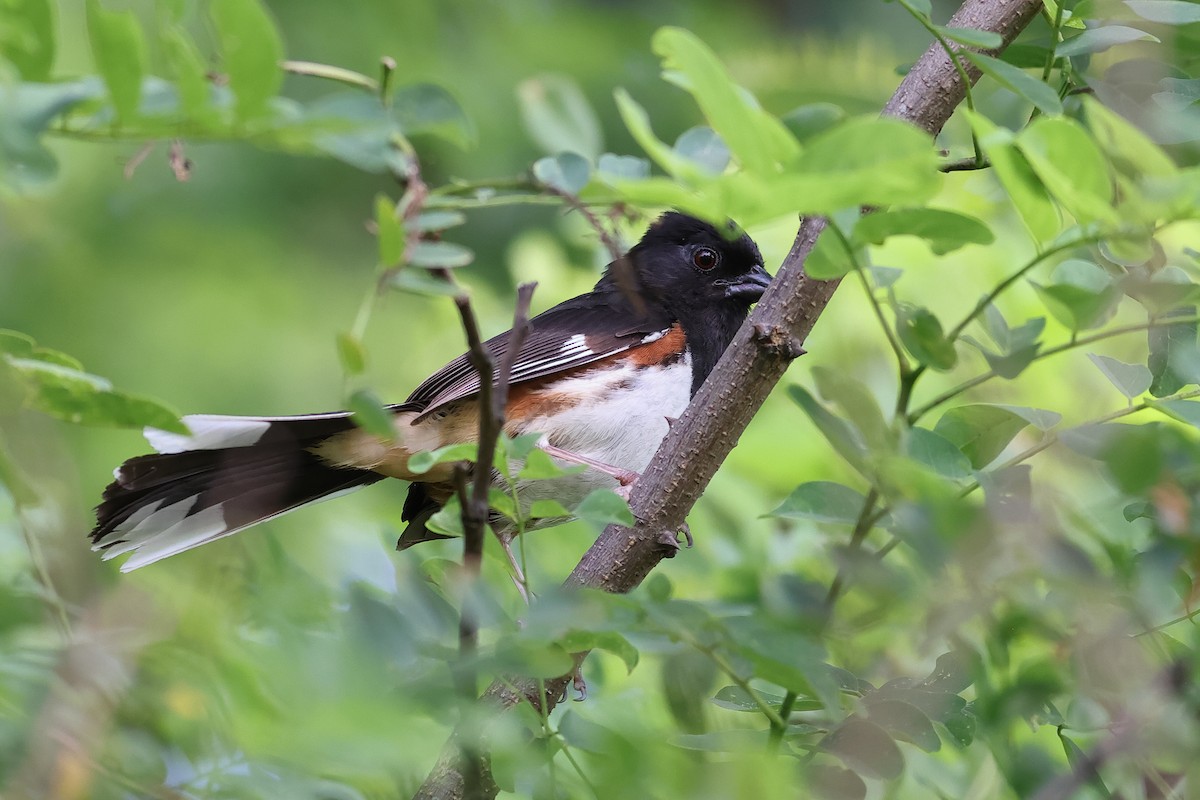 Eastern Towhee - ML638342580