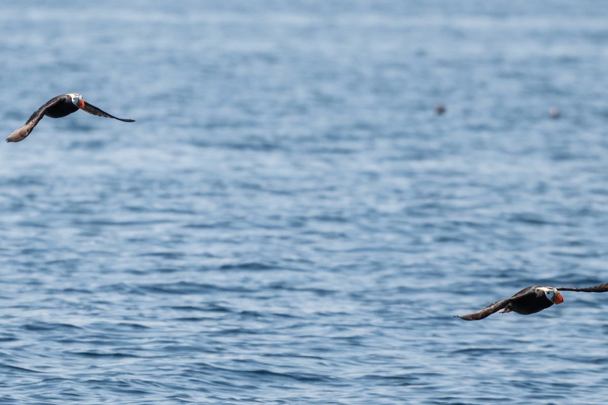 Tufted Puffin - ML638342604