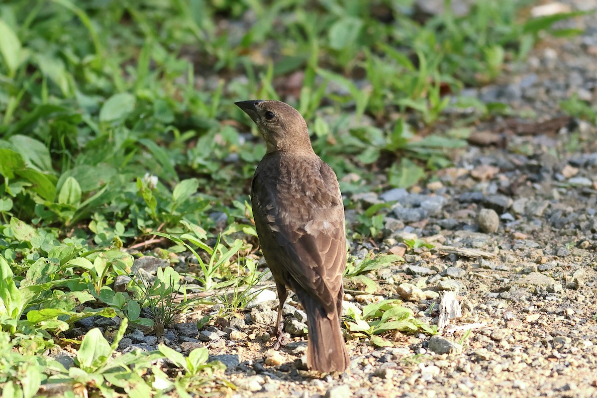 Brown-headed Cowbird - ML638342605