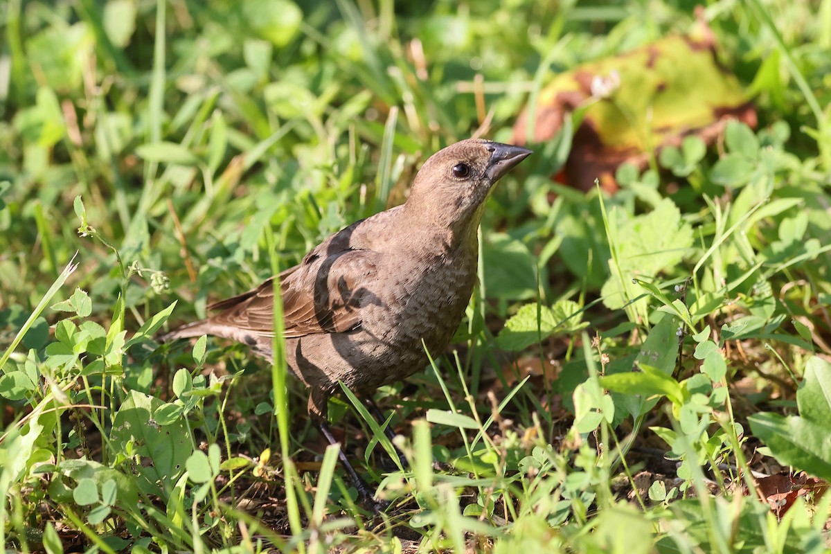 Brown-headed Cowbird - ML638342607