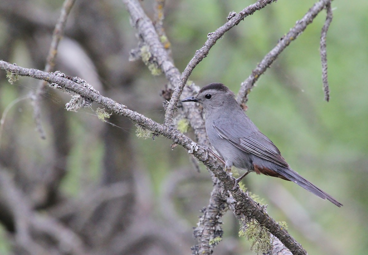 kattespottefugl - ML638342610