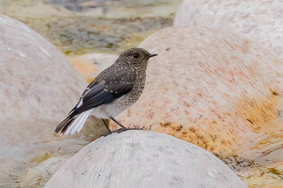 Plumbeous Redstart - ML638342617