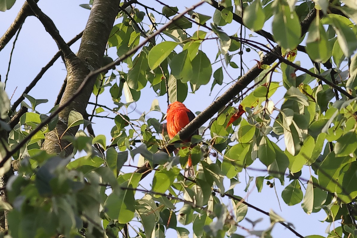 Scarlet Tanager - ML638342630