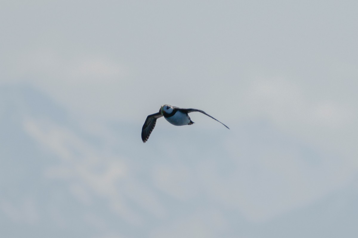 Horned Puffin - ML638342644