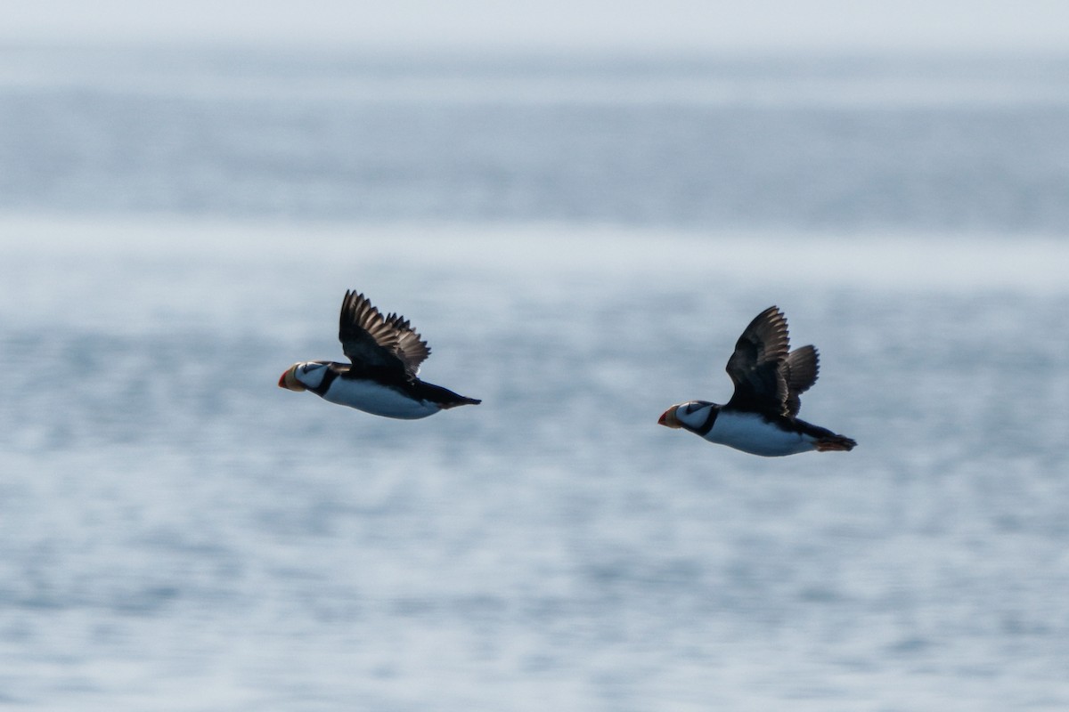 Horned Puffin - ML638342645