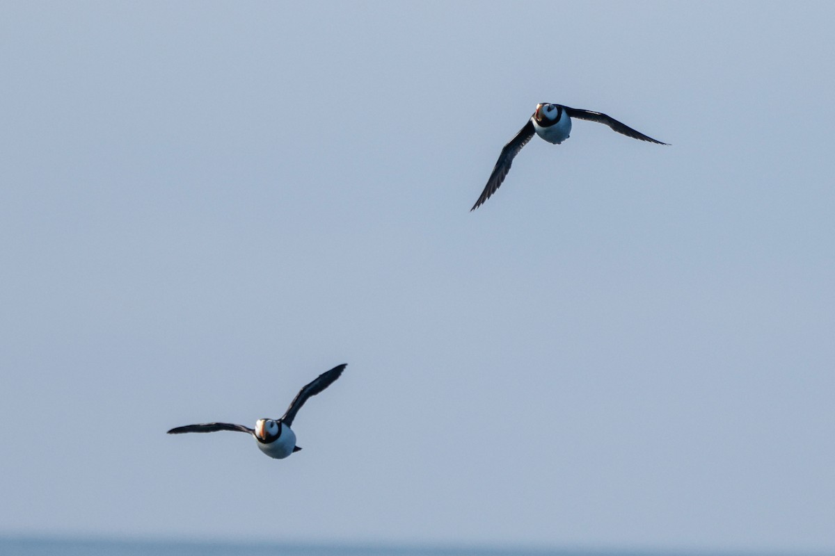Horned Puffin - ML638342646
