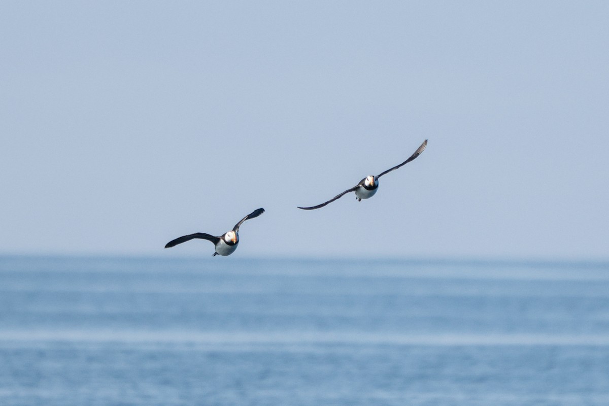 Horned Puffin - ML638342647