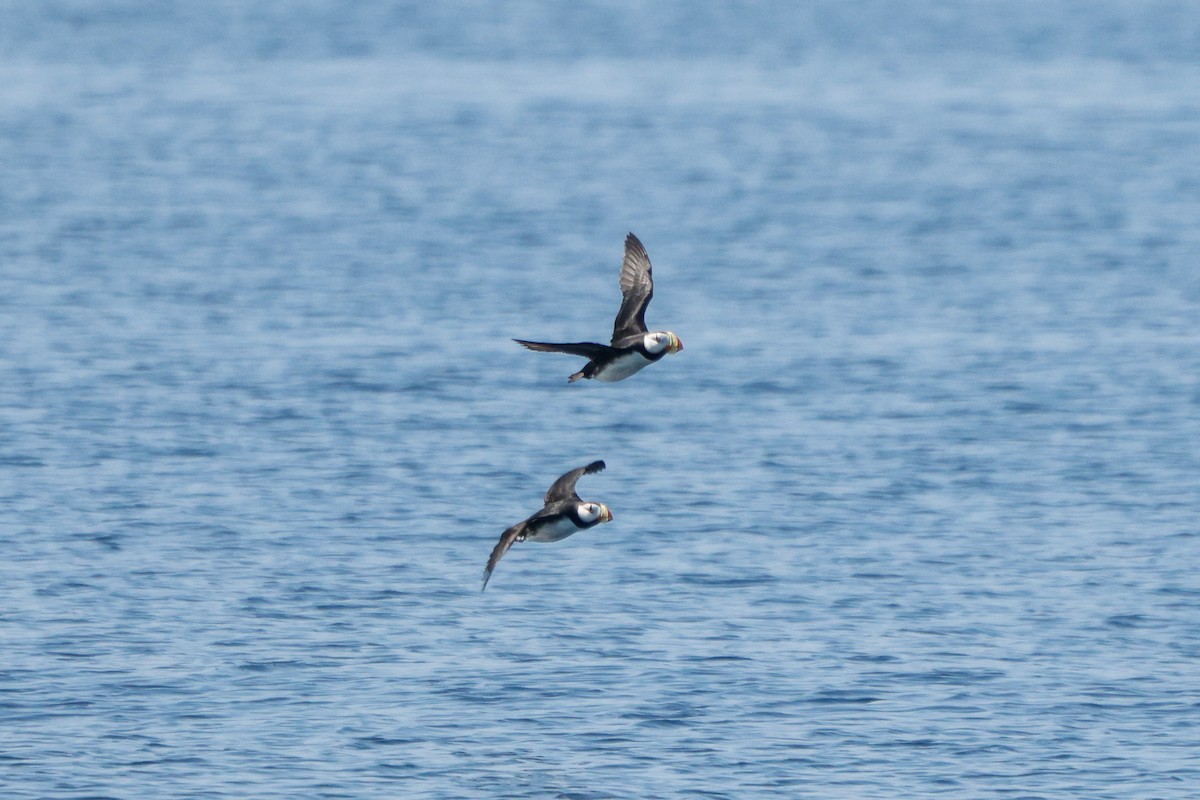 Horned Puffin - ML638342648