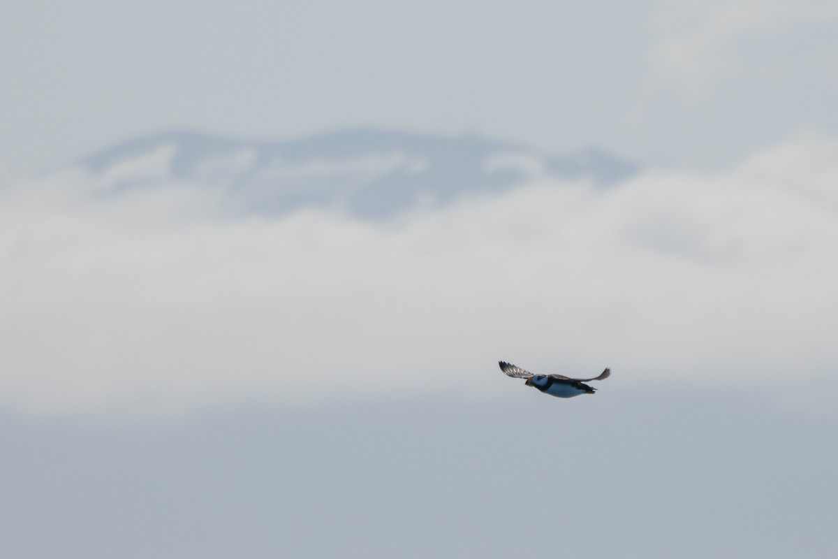Horned Puffin - ML638342649