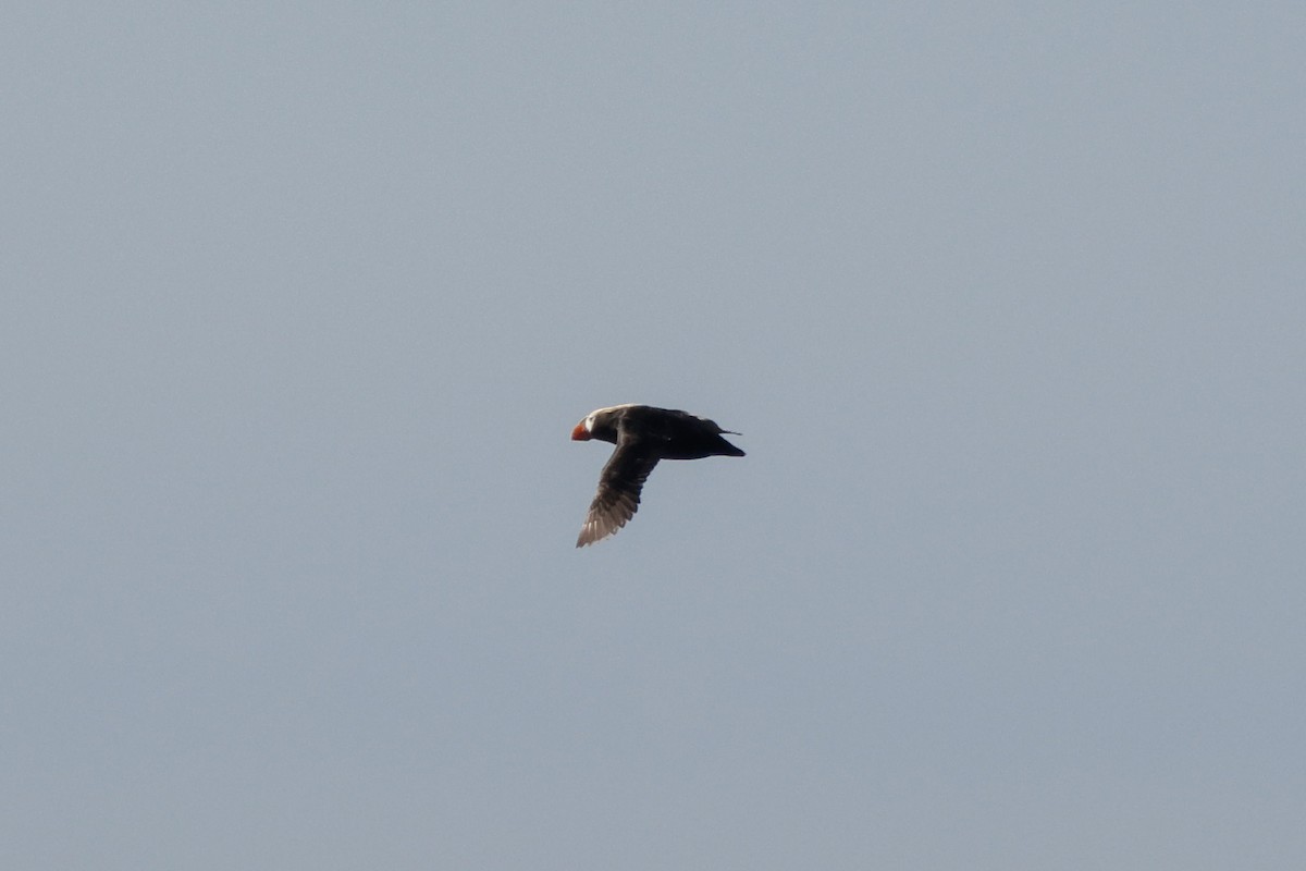 Tufted Puffin - ML638342651