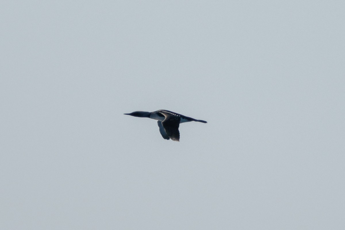 Pacific Loon - ML638342662