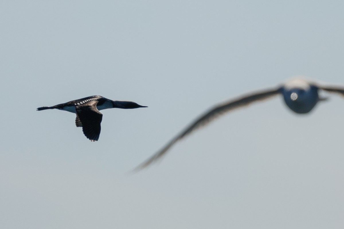 Pacific Loon - ML638342663