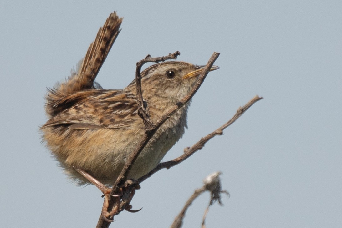 Grass Wren - ML638342665