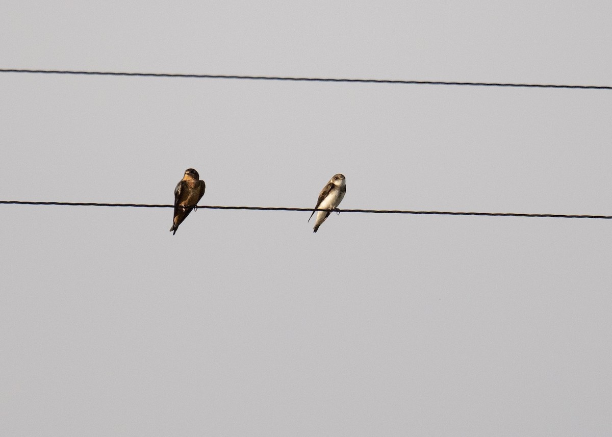 Bank Swallow - ML638342667