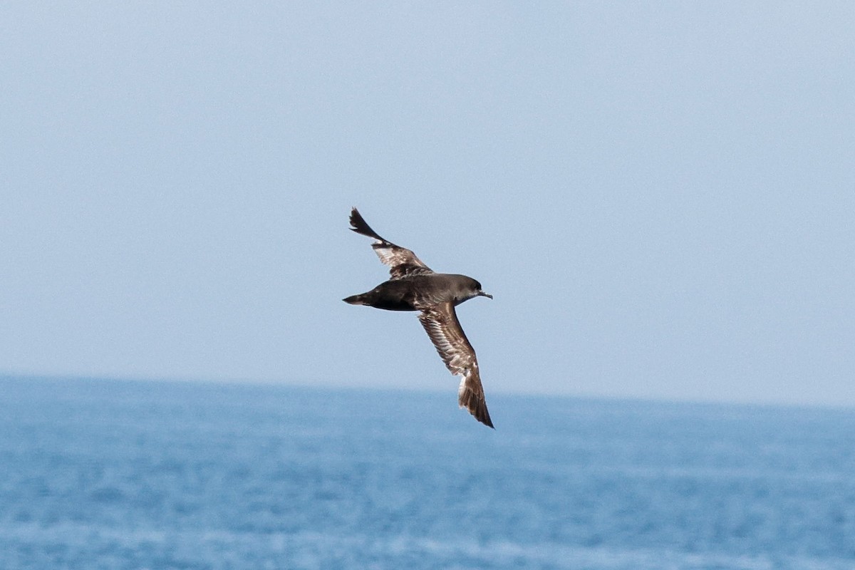 Sooty Shearwater - ML638342675