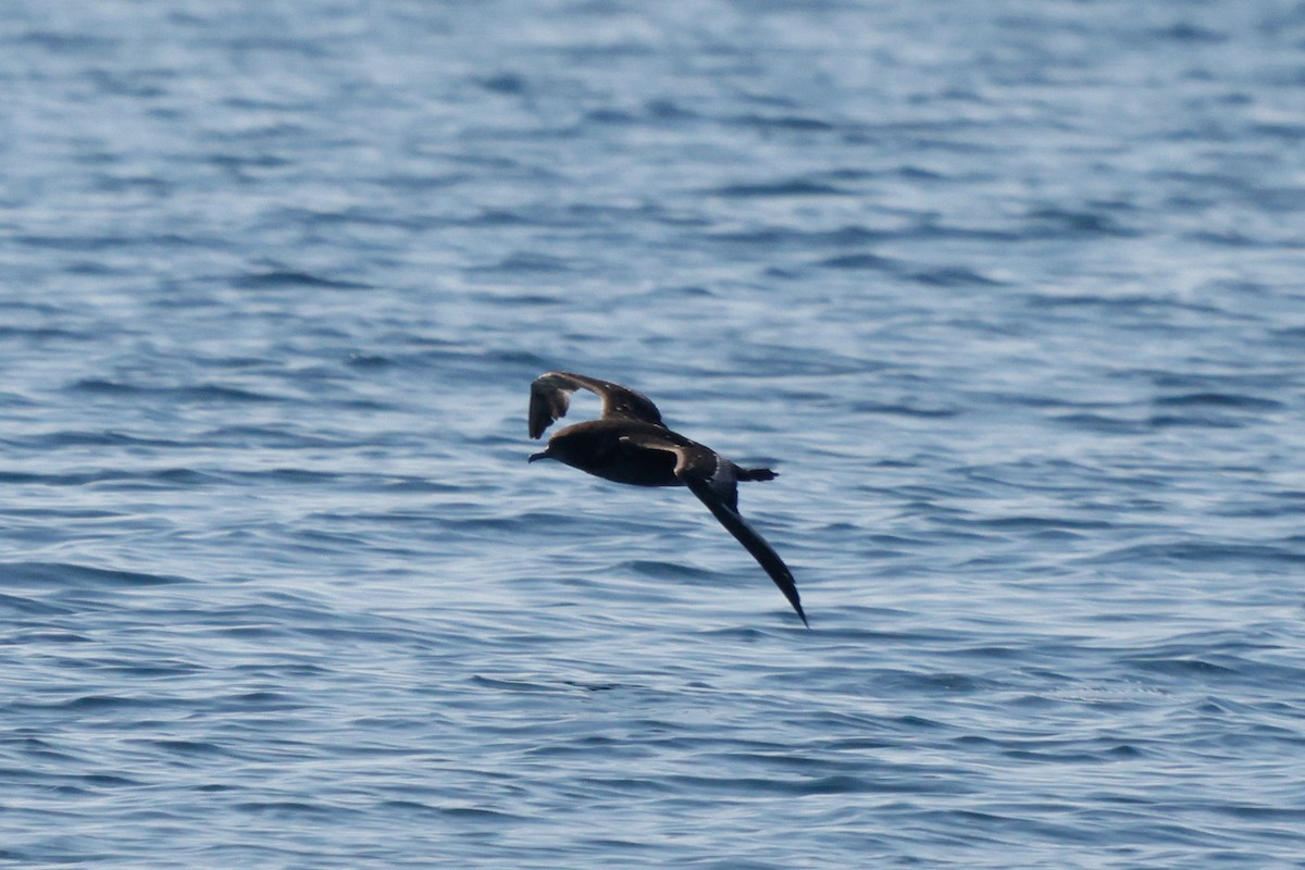 Sooty Shearwater - ML638342676