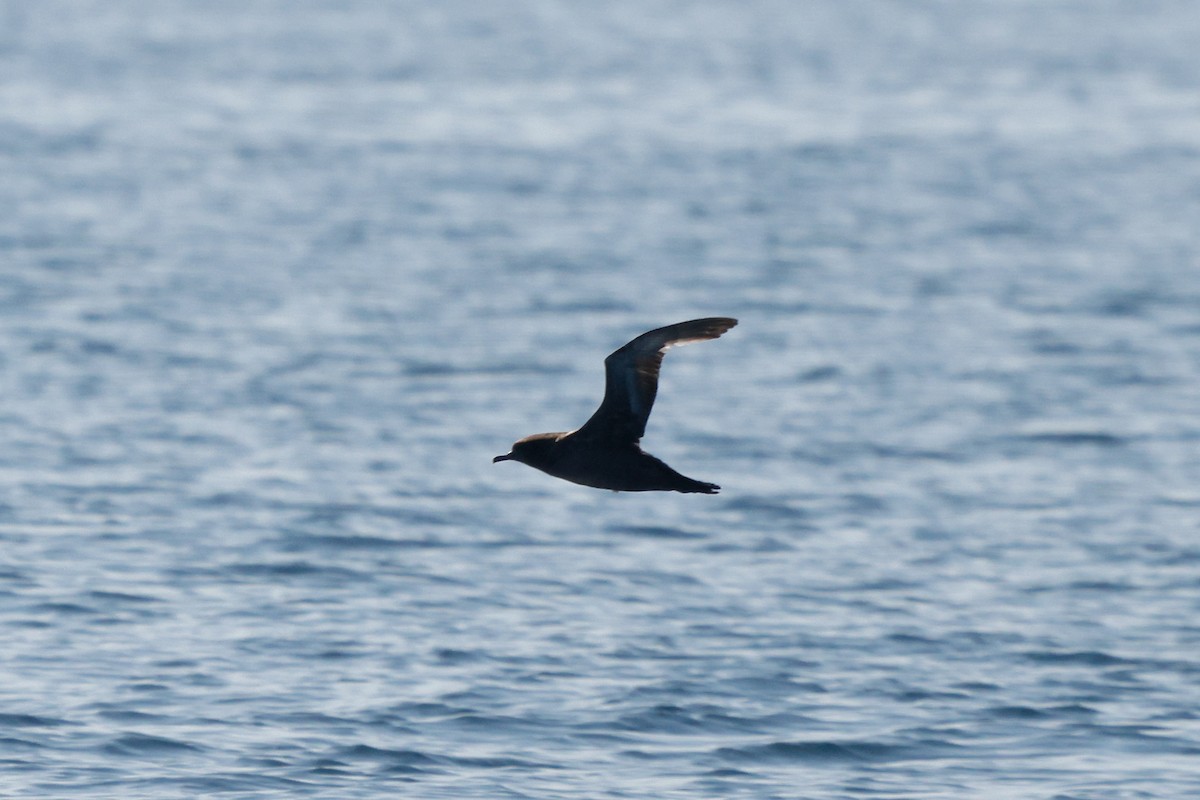 Sooty Shearwater - ML638342677