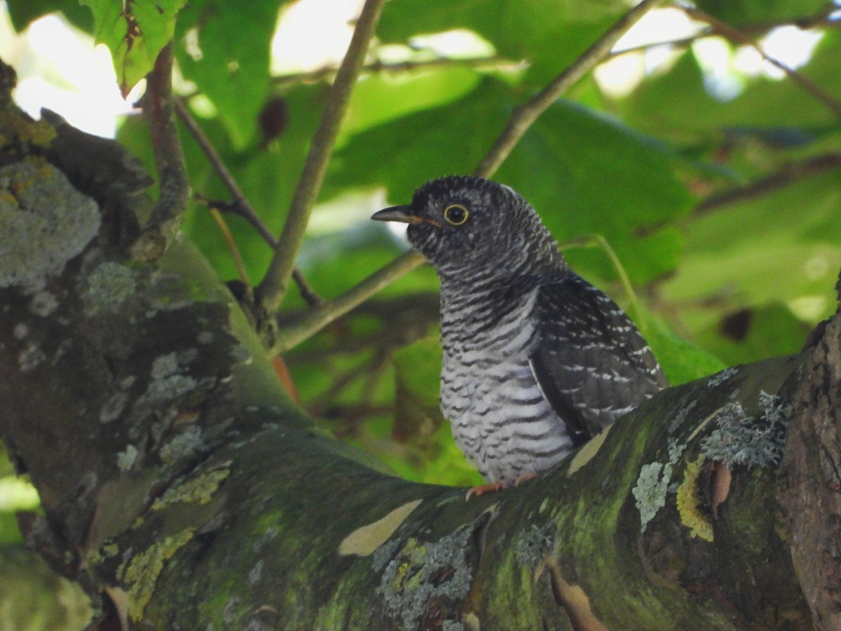 Common Cuckoo - ML638342688